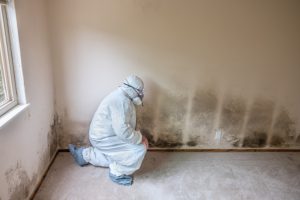 What to Expect During Mold Remediation